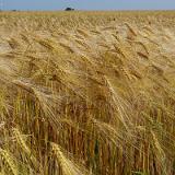 1307G 069 Insel Fehmarn